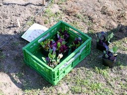 Erste Pflanzaktion im schulgarten bei Sonnenschein